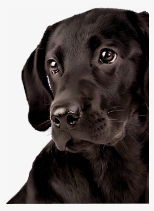 Morela «pick Me Lct 08 09 » На Яндекс - Лабрадор Картинка На Рабочий Стол #440963