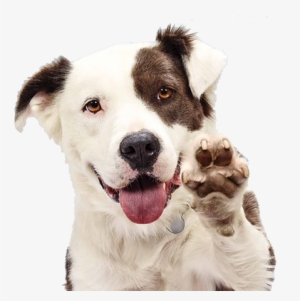 Pause - Dog Adoption #440978