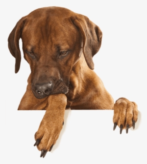 Dog Transparent Png - Dogs Peeking #441035