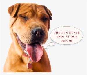 The Fun Never Ends At Our House - Two Paws Up Dog Training, Inc. #441307