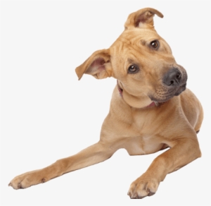 Dog Png Transparent - Dog Transparent Background #441358