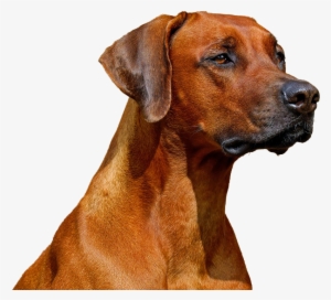 Brown Doggo - Rhodesian Ridgeback #441601