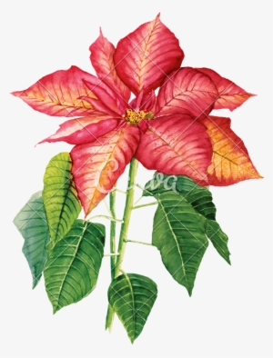 Watercolor Drawing With Poinsettia - Craftemotions Clear Stamp A6 - Weihnachtsstern Poinsettia #443219