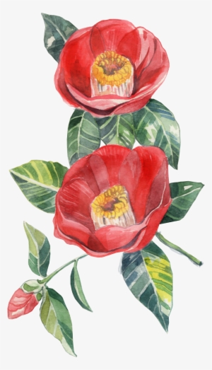 Pages - Japanese Camellia #444638