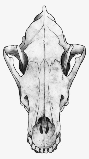 Wolf Skull Png #445014