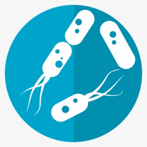 Bacteria Png Hd - Bacterias Png #445686