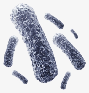 Transparent Bacteria Png #446073