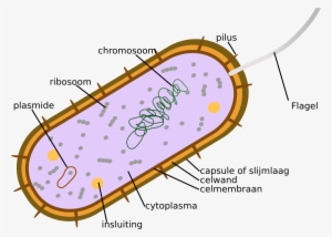 Open - Chlorophyll In Bacteria #446324