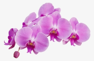 Orchid Purple - Orquidea Png #446401