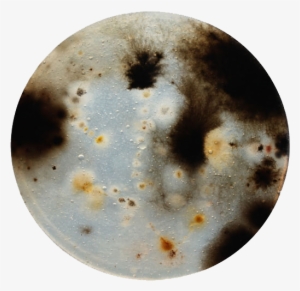 The 24 Best Bacteria Paintings Images On Pinterest - Circle #446486