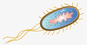Banner Transparent Stock Bacteria Transparent E Coli - Bacteria Escherichia Coli Png #446585