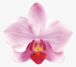 Pink Orchid Png #446659