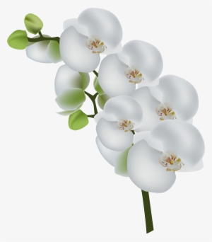 White Orchid Transparent Clip Art Image - White Orchid Flower Png #446660