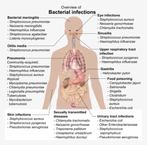 Bacterial Infections And Involved Species - Overview Of Bacterial Infections #446728