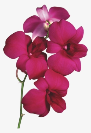 Orchid On Branch - Orchid Clipart #446816
