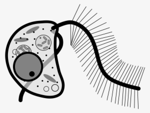 Bicosoecid - Cafeteria Roenbergensis #446934