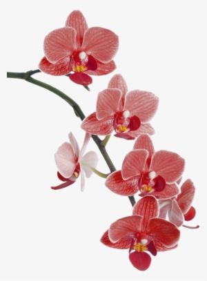 Orchids Drawing Watercolor - Red Orchids Png #446987