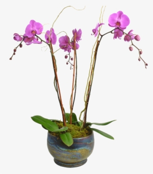 Elegant Triple Stem Orchid - Orchids Plant Png #447016