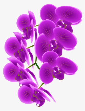 Free To Use &, Public Domain Orchid Flower Clip Art - Clip Art Orchid #447042