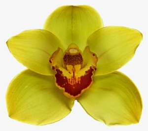 Yellow Orchid - Orquidea Amarilla Png #447262