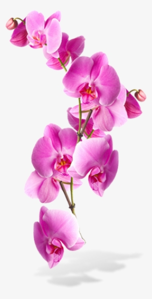 Flower Backgrounds, Grey Hair, Just Me, Pretty In Pink, - Transparent Background Orchid Png #447286