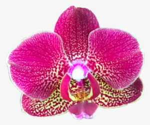 Wild Orchids The Salon Has Assembled One Of The Most - Desktop Computer #447377