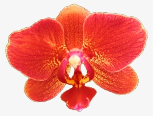 Orchid Transparent Red - Red Orchid Flower Png #447677
