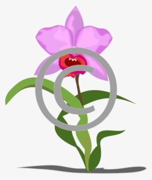 Cattleya Orchids - Clip Art #447730