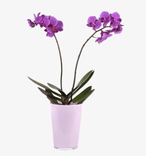 Violet Orchid - Orchids #447751