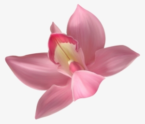 Transparent Pink Orchid Clipart M=1380664800 - Transparent Background Orchid Clipart #447766
