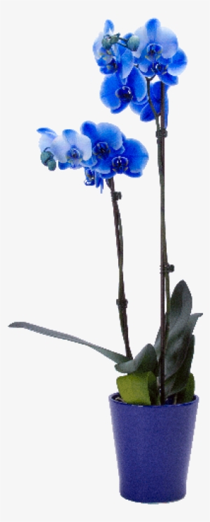 5" Blue Phalaenopsis Orchid - Cyma Orchids #447784