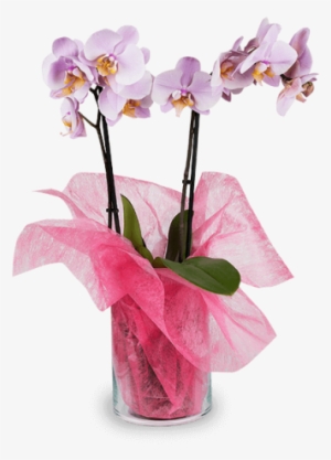 Pink Orchid - Antalya Floriculture #447885 Pink Orchid - Antalya Floriculture #447885