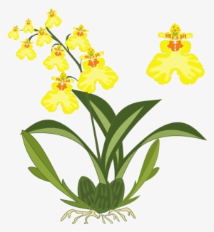 Orchid Plant Clipart #447909