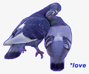 I Hate Pigeons But They Know What Is Love Maybe #447927