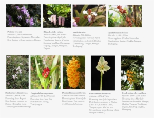 Gangri Bhutan Orchids Tour - Prince Of Wales Feathers #448184