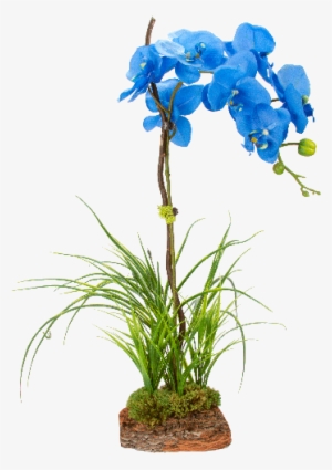 Cyma Orchids - Blue Orchid Plant Png #448673