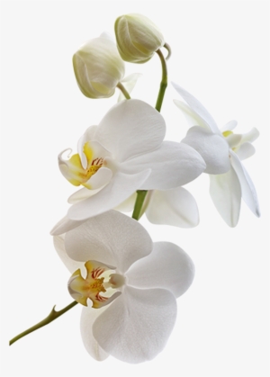 Png Клипарт "beautiful Orchids Flower" White - Весенние Цветы На Белом Фоне #448741