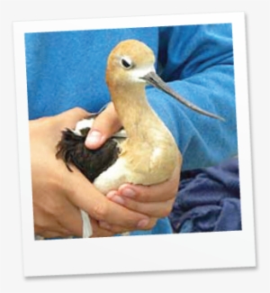 Hello, My Name Is Torito - Blue Winged Teal #448960
