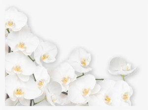 Orchid Png White Png #449007