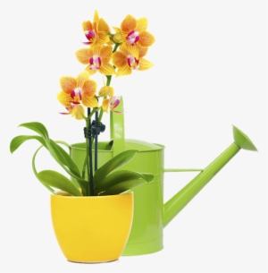 Caring For Your New Orchids From Lee & Company - Желтые Орхидеи В Горшке #449050