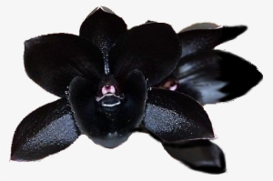 Black Orchid - Lack Cymbidium Faberi Orchid #449078