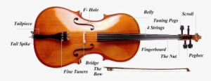 Cello Png Picture - Cello Anatomy #449316
