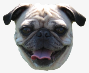 Pug Head Png - Pug Face No Background #449382