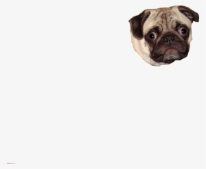Pug Face Png Graphic Transparent Library - Pug #449384