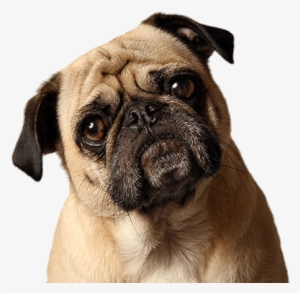 Animals - Pugs - Pug Png #449438