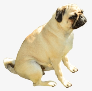 Pug Head Png Clip Art Free Library - Petsmart Chewy #449439