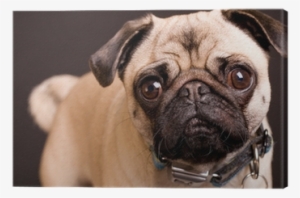 Personalised Pug Dog Pencil Case / Make Up Bag 172 #449938