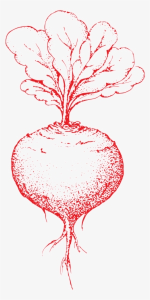 Hand Drawn Carrots Transparent Vegetables - Vegetable #4400611