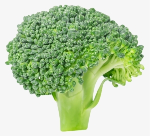 Broccoli - Vegetable Broccoli #4402821