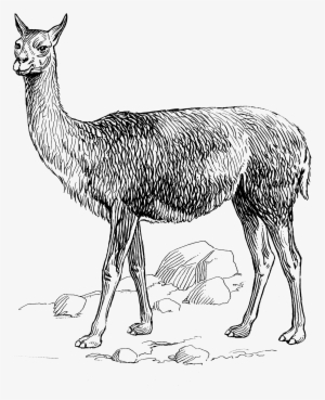 Vicuna 1389 - Vicuña Clipart #4403653